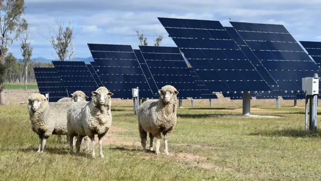 Solar Sheep Rural Australia