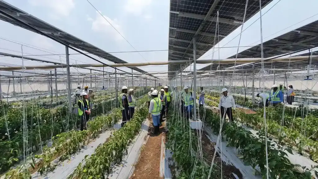 Agrivoltaics Crops and Solar