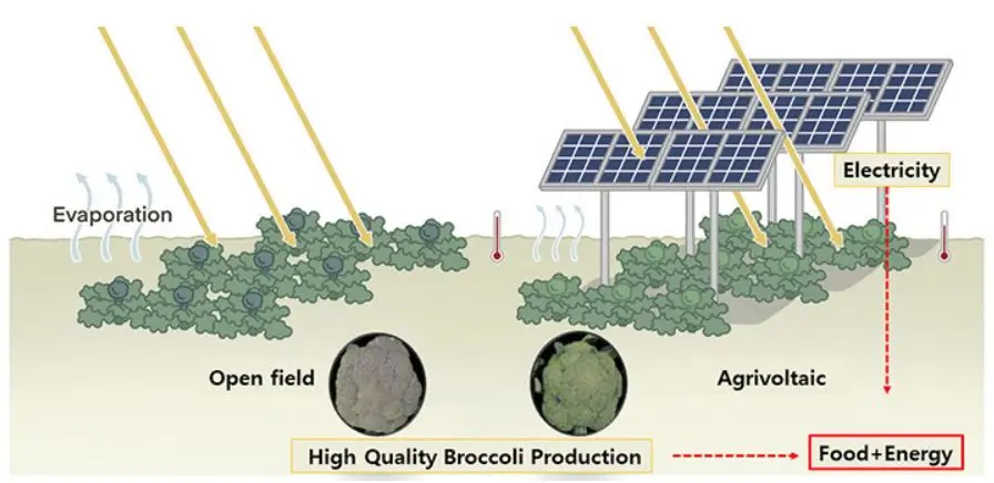 Agrivoltaics Diagram