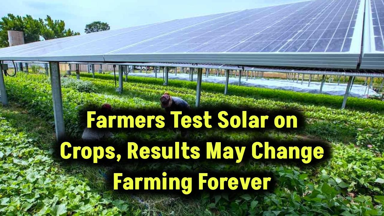 farmers-testing-solar-on-crops-global-food-production-impact