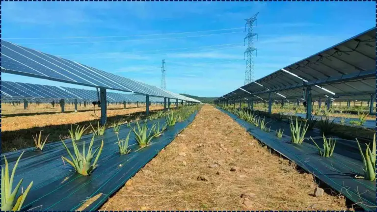 High-Value Crops Under Solar Panels