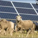 'Solar Sheep' Are Helping Rural Australia