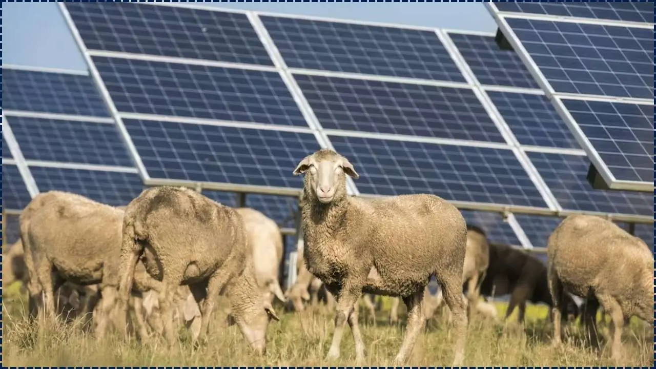 'Solar Sheep' Are Helping Rural Australia
