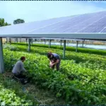 The Agri-Solar Miracle