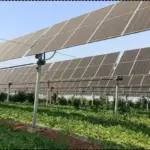 The Crop-Shield Effect